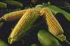 corn.jpg