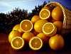 oranges.jpg